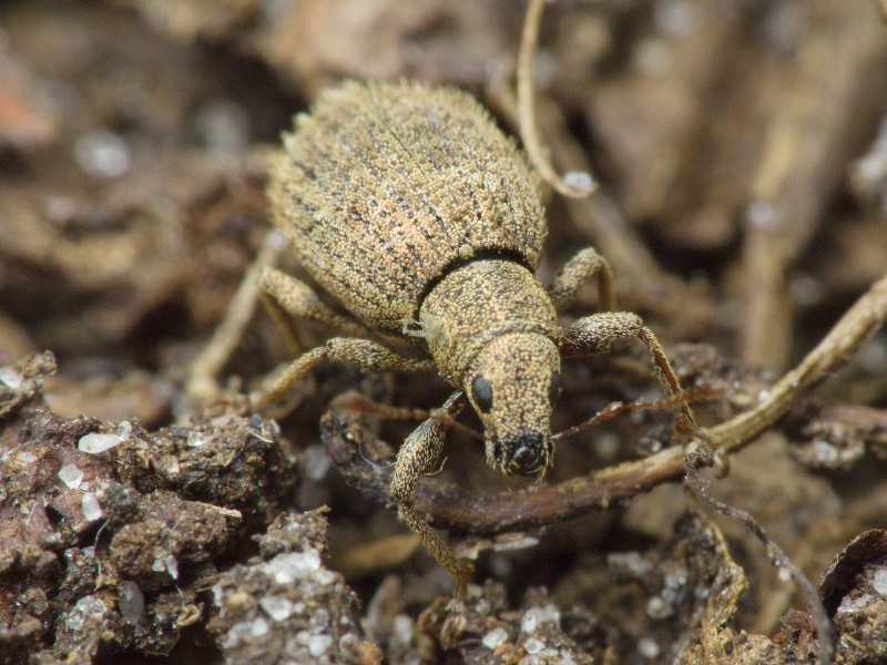 Sciaphilus asperatus (Bonsdorff, 1785)